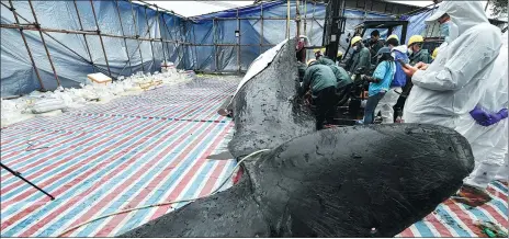  ??  ?? Above: Clear marks made by the fishing net are seen on the whale’s tail.