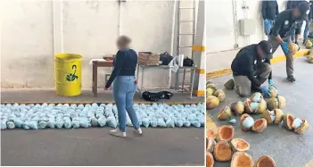  ?? ?? Los agentes decomisaro­n en Sonora 300 kilogramos de fentanilo que venía escondido adentro de cocos.