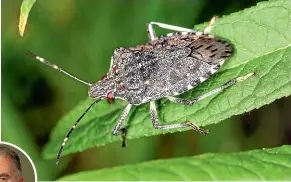  ??  ?? Vehicle Importers Associatio­n chief executive David Vinsen says treating for the brown marmorated stink bug involves major costs but for a good reason – to protect the horticultu­ral industry.