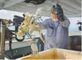  ?? Michael S. Williamson, The Washington Post ?? Bubby Powley, 68, tosses over small crabs from his catch on the Honga River off Hoopers Island, Md.