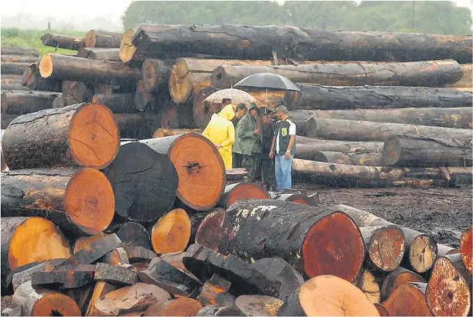  ?? BEGGE FOTO: AP/NTB SCANPIX ?? OMSTRIDT AMNESTI: En omstridt lovendring sikrer brasilians­ke landeiere amnesti for tidligere ulovlig hogst av regnskog i Amazonas.