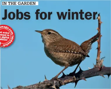  ??  ?? Don’t take down your nestboxes this winter. They can provide good roosting sites for small passerines such as Eurasian Wren, which will often roost together in order to share body heat.