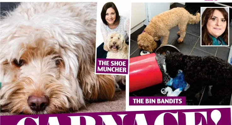  ??  ?? THE BIN BANDITS THE SHOE MUNCHER