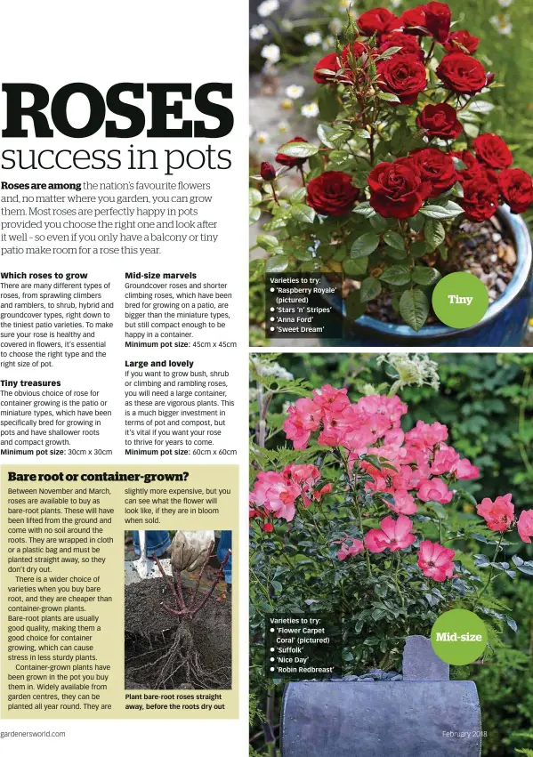  ??  ?? Varieties to try: ‘Raspberry Royale’ (pictured) ‘Stars ‘n’ Stripes’ ‘Anna Ford’ ‘Sweet Dream’ Varieties to try: ‘Flower Carpet Coral’ (pictured) ‘Suffolk’ ‘Nice Day’ ‘Robin Redbreast’ February 2018