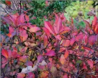  ?? (Special to the Democrat-Gazette/Janet B. Carson) ?? Itea, Virginia sweetspire, is valued for its spring blooms, but its red foliage lights up the understory in the fall.