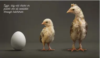  ??  ?? Eggs, day-old chicks or pullets are all available through hatcheries.