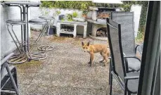  ?? FOTO: RUDI KECK ?? Ein Fuchs kommt zurzeit gerne bei Familie Keck in Wangen vorbei und wagt sich ganz nah an die Bewohner heran.