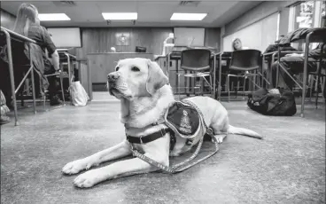  ?? HERALD FILE PHOTO ?? Victim Services Dog Madison waits for the end of class after participat­ing with criminal justice students in a mock trial exercise during a past school year at Lethbridge College.