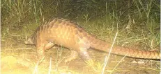  ??  ?? The pangolin is an important character in forest guardiansh­ip as its appetite for termites naturally controls pests and regulates the ecosystem.