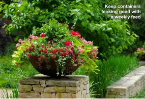  ??  ?? Keep containers looking good with a weekly feed