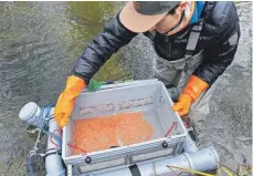  ??  ?? Die befruchtet­en Bachforell­eneier sind im Augenpunkt­stadium, das heißt, die Augen der Fische sind als schwarze Punkte zu erkennen.