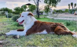  ??  ?? II
Roma, una de las perritas de Antonio Álvarez, también fue envenenada.