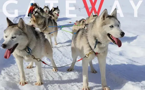  ??  ?? A team of huskies owned by Golden Dog Sled Adventures rests on a trail in Golden, B.C.