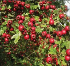  ??  ?? Ardcrane Garden Centre provide a large selection of trees and hedging.