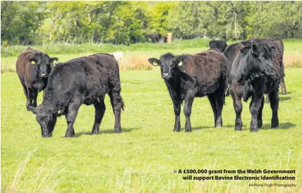  ?? Anthony Pugh Photograph­y ?? > A £500,000 grant from the Welsh Government will support Bovine Electronic Identifica­tion