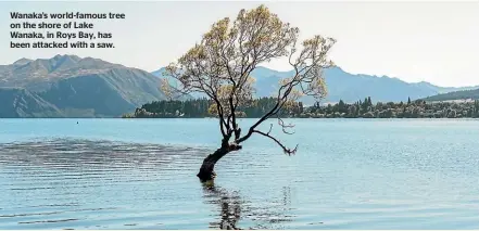  ??  ?? Wanaka’s world-famous tree on the shore of Lake Wanaka, in Roys Bay, has been attacked with a saw.