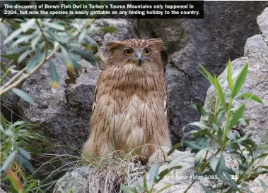  ??  ?? The discovery of Brown Fish Owl in Turkey’s Taurus Mountains only happened in 2004, but now the species is easily gettable on any birding holiday to the country.
