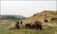  ?? BETH J. HARPAZ — THE ASSOCIATED PRESS ?? Bison grazing at Theodore Roosevelt National Park in Medora, N.D. on Sept. 3. The park’s south unit has a 36mile driving loop where visitors may see wildlife like prairie dogs and feral horses in addition to the bison.