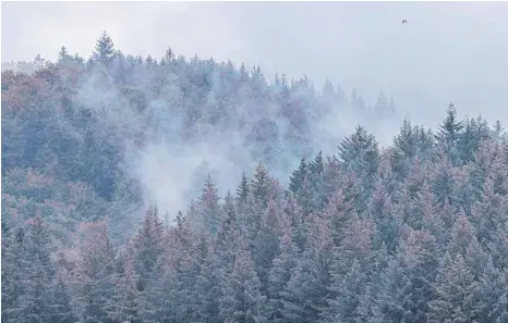  ?? FOTO: PHILIPP VON DITFURTH/DPA ?? Der Wald in Baden-Württember­g hat von den vielen Niederschl­ägen im ersten Halbjahr dieses Jahres profitiert.