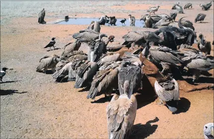  ??  ?? FEAST: A colony of vultures is seen feeding on a carcass near Kimberley. Measures have been put in place to protect the local vulture population from increased aerial activity during Armed Forces Day.
Picture: Beryl Wilson