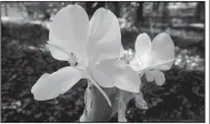  ?? Special to the Democrat-Gazette ?? Butterfly ginger (Hedychium coronarium) is a non-native, late-blooming, fragrant perennial.