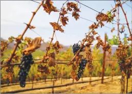  ?? Los Angeles Times/tns ?? The vineyards at the Somerston Estate Winery & Vineyards, photograph­ed on Sept. 30 in St. Helena.