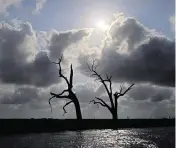  ?? ?? Trees that died from salt water intrusion related to land loss are seen in marshland in Chauvin, La. The same forces swallowing up coastal islands are also causing southern Louisiana’s saltwater marshes to disappear faster than anywhere else in the country.