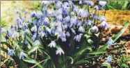  ?? PHOTO COURTESY INTERNATIO­NAAL BLOEMBOLLE­N CENTRUM HILLEGOM, HOLLAND ?? Scilla siberica blue is a tiny flower that has big impact. It spreads out into a blue, outdoor carpet.