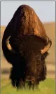  ?? Photo by James R. Page ?? A plains bison in Grasslands National Park.