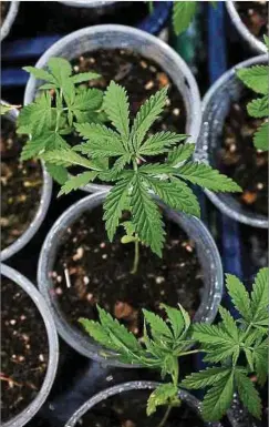  ?? Foto: AFP ?? Die Regierung will die Cannabis-Legalisier­ung in Phasen durchführe­n.