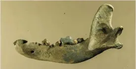  ?? FOTO: VLADIMIR V. PITULKO ?? Käkben från en hund som levde 9 500 år sedan på ön Zjochov i nordöstra Sibirien. En ny studie visar att det var en slädhund.