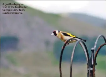  ??  ?? A goldfinch pays a visit to the birdfeeder to enjoy some tasty sunflower hearts.