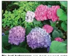  ??  ?? Big leaf hydrangeas are best pruned right after they finish flowering in the summer. (Special to the Democrat-Gazette/ Janet B. Carson)