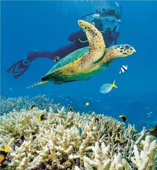  ?? GETTY IMAGES ?? The biggest coral bleaching event in the Great Barrier Reef spawned worldwide interest. Once travel restrictio­ns ease, experience­d divers can help with the recovery.