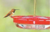  ?? COURTESY PHOTO ?? A rufous hummingbir­d stands at a saucer-style feeder.