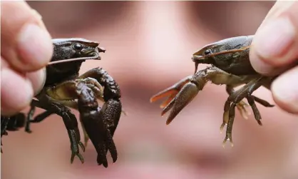  ?? Photograph: Owen Humphreys/PA ?? When exposed to low levels of antidepres­sants, crayfish emerged from hiding relatively quicker and spent more time foraging, the study found.