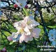  ??  ?? De jolies fleurs de pommier.