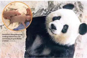  ?? FOTOS: DPA ?? Pandabärin Meng Meng hat Zwillinge bekommen und sich bislang als gute Mutter erwiesen.