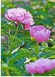  ??  ?? Left to right: A head of laserwort seedcases, Laserpitiu­m siler; planting and watering beds in the June sunshine; mauve-pink ruffles of peony ‘Sarah Bernhardt’.