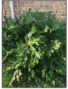  ?? (Special to the Democrat-Gazette) ?? Removing a few leaves could give pollinator­s a better view of the many flowers this big zucchini plant produces.