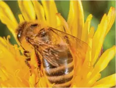  ?? Symbolfoto: Donat Waltenberg­er ?? 30 Arten der in Deutschlan­d lebenden Wildbienen sind vom Aussterben bedroht. Das Thema Bienenschu­tz steht heute sogar auf der Agenda im Bundestag – und auch im Landkreis nimmt man sich des Themas verstärkt an.