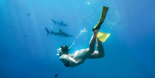 ?? PHOTOS: BROOK SABIN ?? Snorkel with sharks on a day trip from Port Denarau.