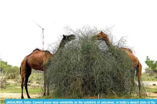  ?? – AFP photos ?? JAISALMER, India: Camels graze near windmills on the outskirts of Jaisalmer, in India’s desert state of Rajasthan.