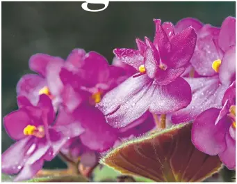  ??  ?? The beautiful, delicate petals of the sun-loving African violet require a little TLC