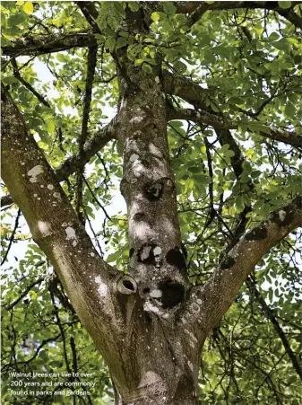  ??  ?? Walnut trees can live to over 200 years and are commonly found in parks and gardens.