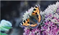  ??  ?? ALAMY/COLIN VARNDELL Small tortoisesh­ell butterfly nectars on sedum flowers in Dorset, UK, on August 2016.