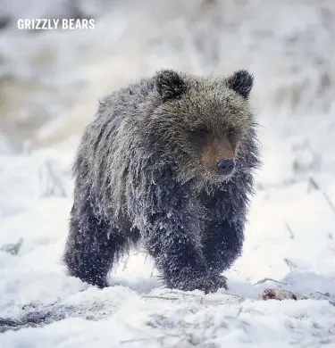  ??  ?? Above: the high protein component in the bears’ diet, and the fact that it’s available for a longer period, helps the bears survive the winter.