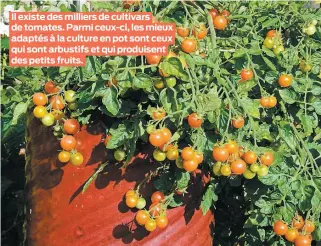  ??  ?? Il existe des milliers de cultivars de tomates. Parmi ceux-ci, les mieux adaptés à la culture en pot sont ceux qui sont arbustifs et qui produisent des petits fruits.