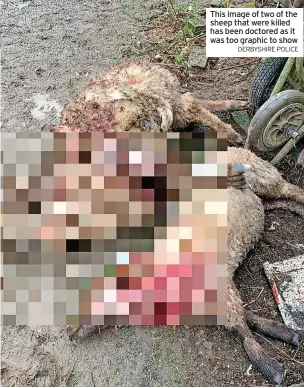  ?? DERBYSHIRE POLICE ?? sheep that were killed has been doctored as it was too graphic to show