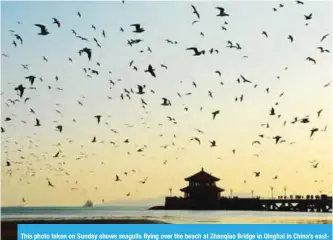  ??  ?? This photo taken on Sunday shows seagulls flying over the beach at Zhanqiao Bridge in Qinghai in China’s eastern Shandong province. — AFP